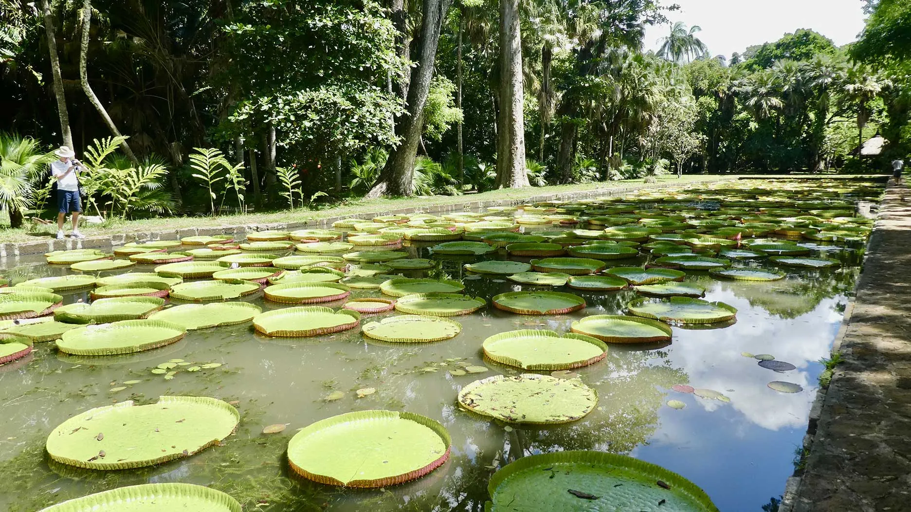 Découvrir le Jardin de Pamplemousses à l&rsquo;Ile Maurice