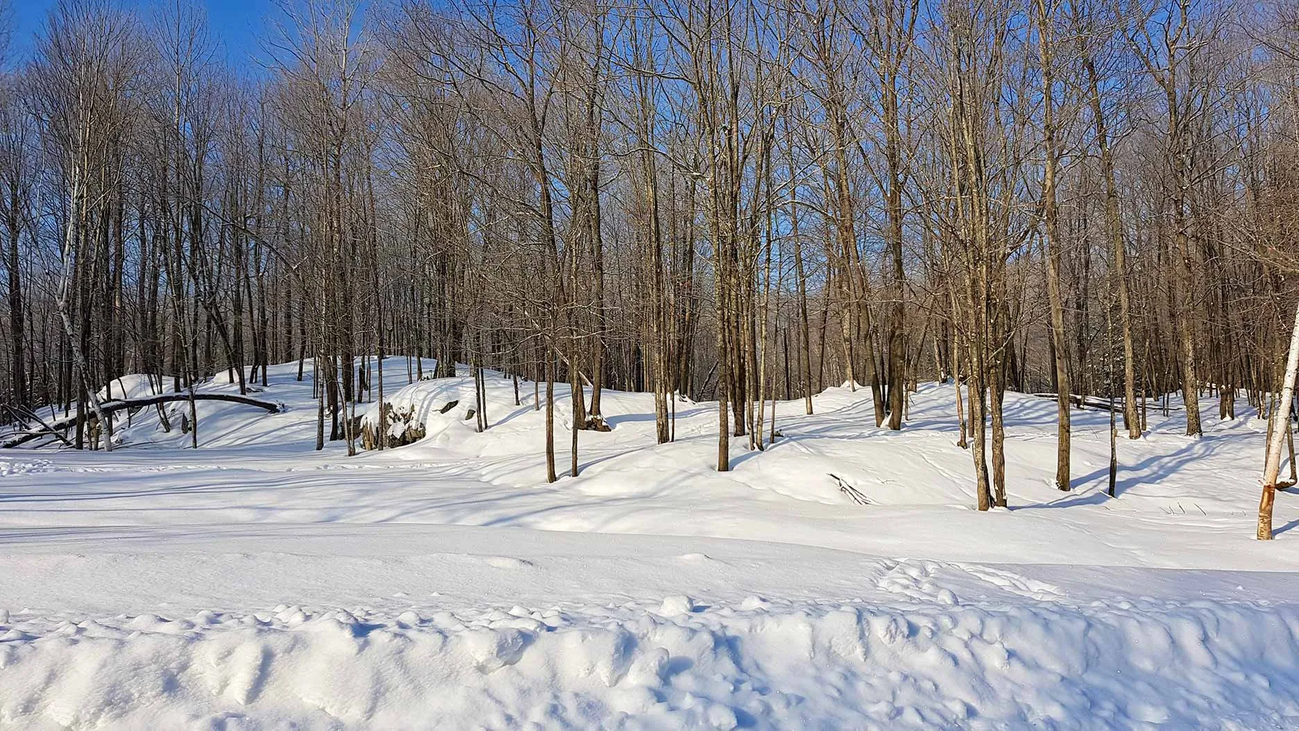 Québec : 3 raisons de faire une randonnée dans la neige